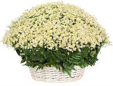 Цветочная композиция из Ромашки в корзине #REPLACE_PRED# Молочном Вологодской области